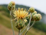 Centaurea salonitana