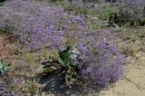 Limonium scoparium