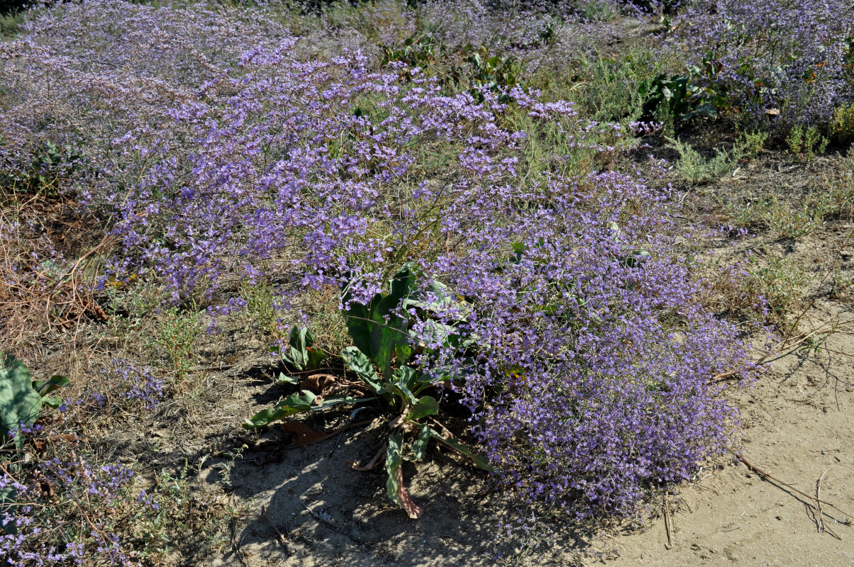 Изображение особи Limonium scoparium.