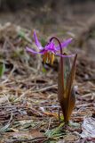 Erythronium sibiricum