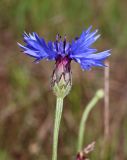 Реферат: Волошка синя - Centaurea cyanus L