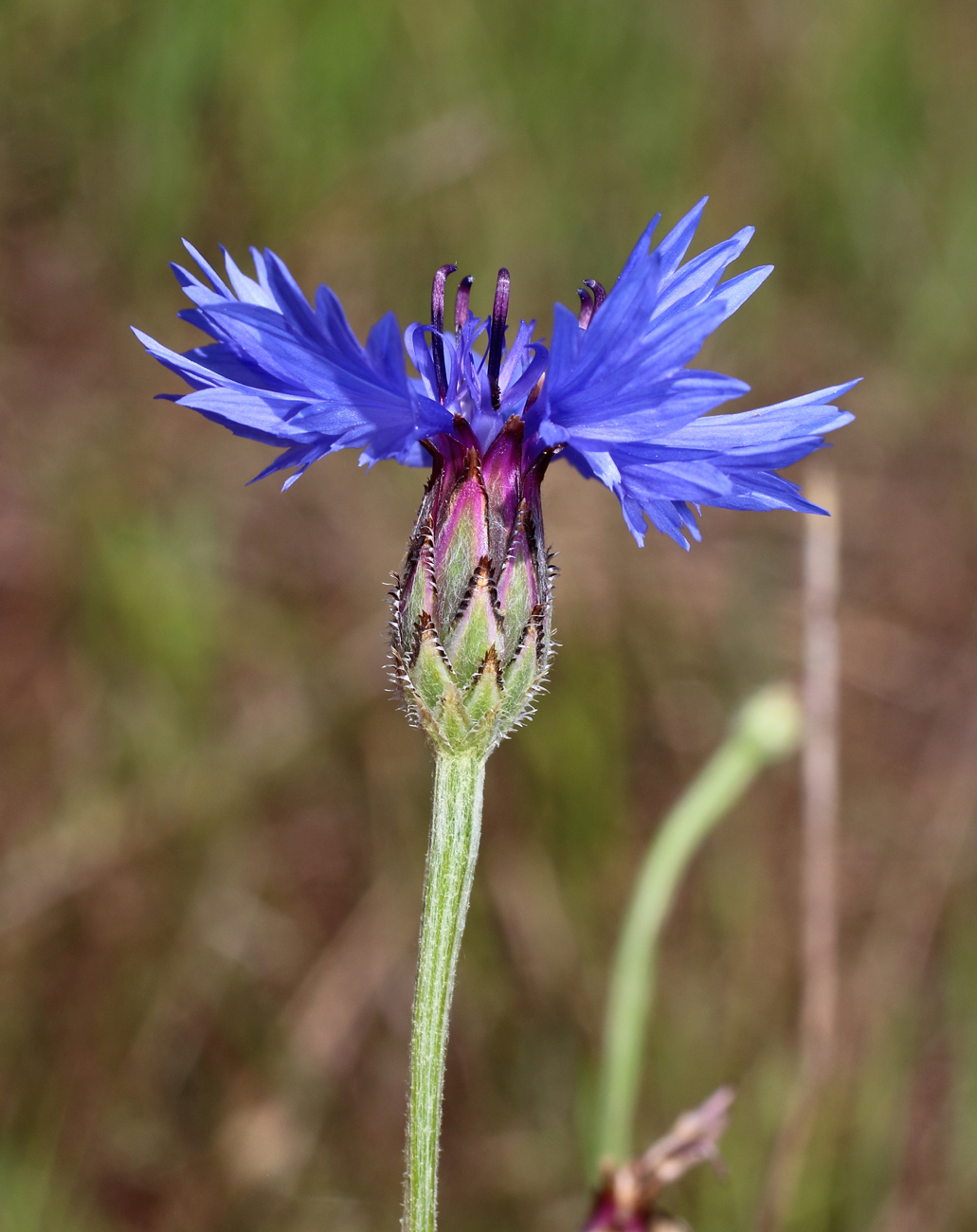 Image of Centaurea cyanus specimen.