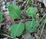 Lonicera caprifolium