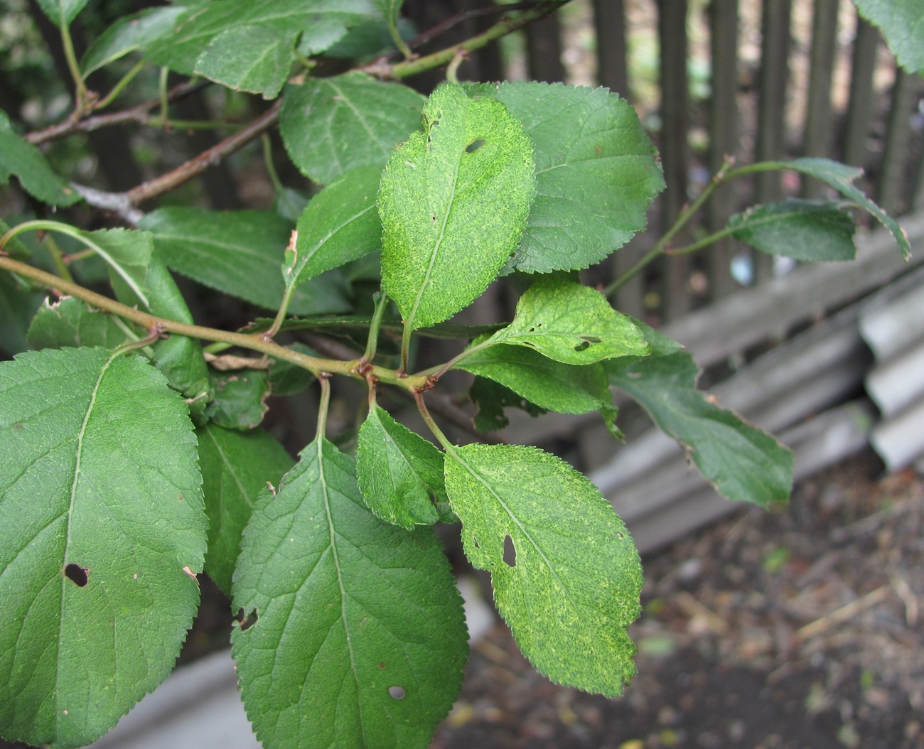 Image of Prunus cerasifera specimen.