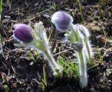Pulsatilla patens