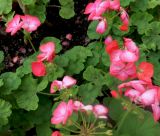 Pelargonium hortorum