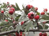 Crataegus orientalis