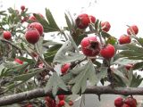 Crataegus orientalis. Ветвь с плодами. Горный Крым, южный склон Бабуган-Яйлы. 5 октября 2010 г.