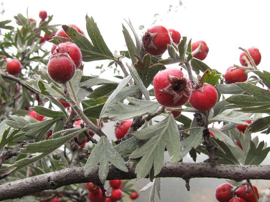 Изображение особи Crataegus orientalis.