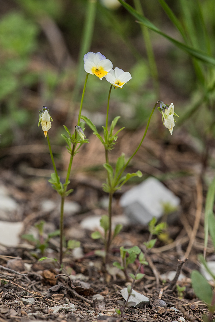 Image of Viola hymettia specimen.