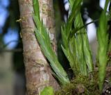 Lockhartia longifolia. Вегетирующее растение. Перу, регион Куско, провинция Урубамба, окр. г. Machupicchu, ботанический сад \"Jardines de Mandor\". 20.10.2019.