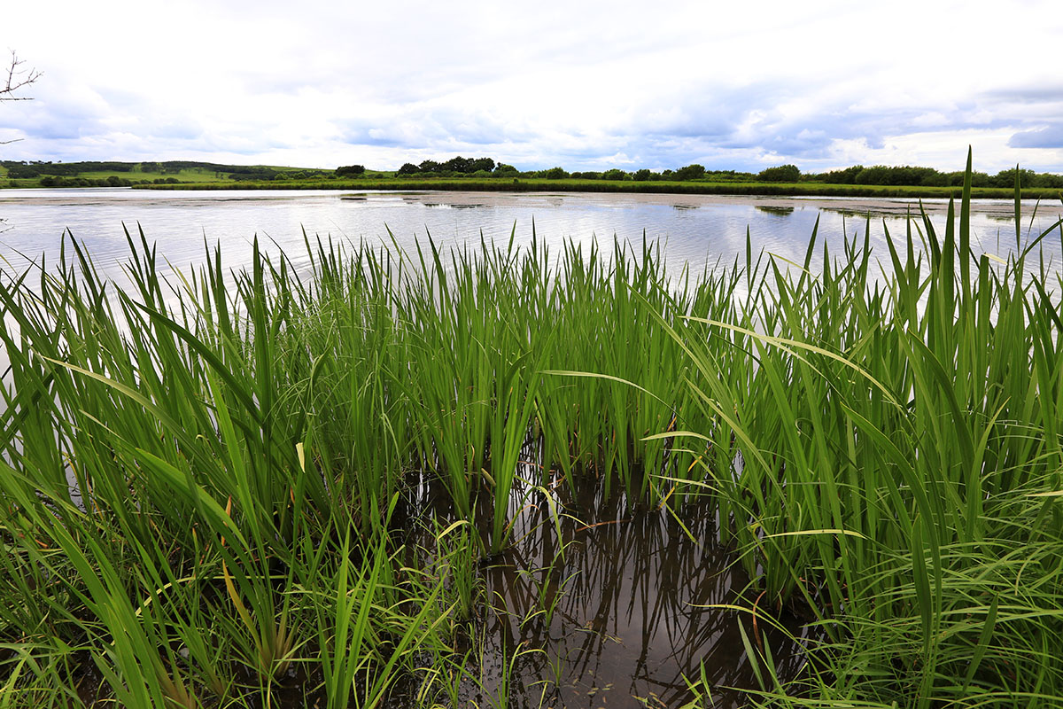 Изображение особи Acorus calamus.