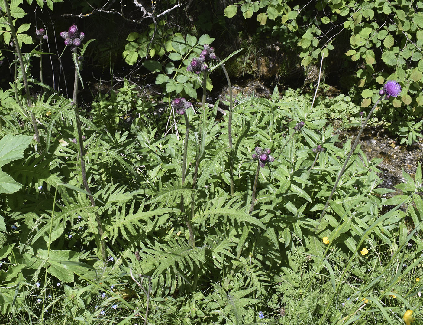 Image of Cirsium rivulare specimen.
