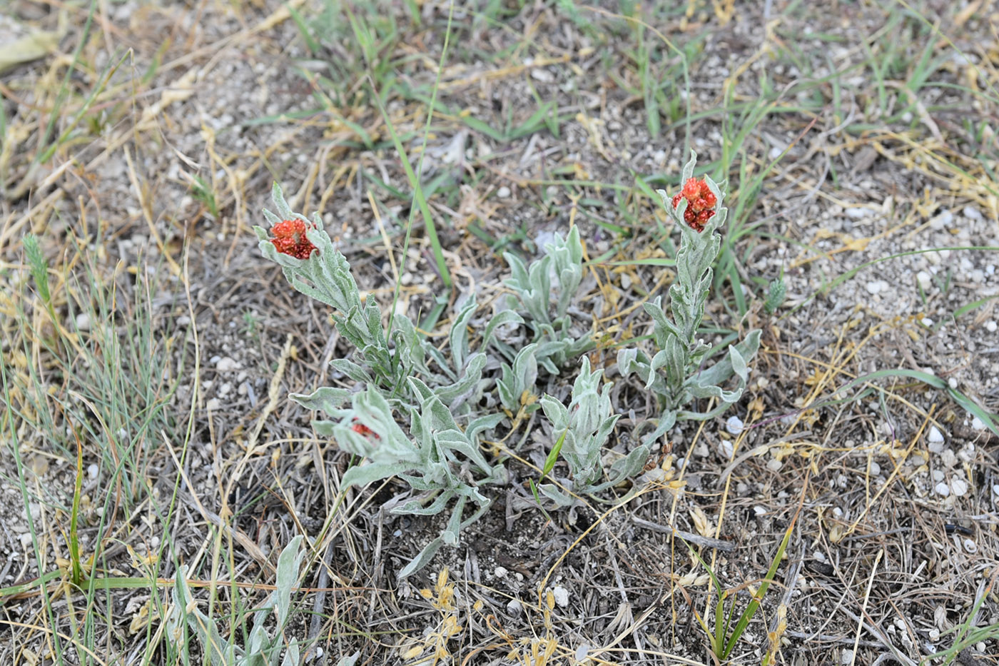 Изображение особи Helichrysum arenarium.