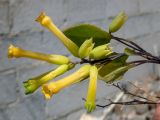 Nicotiana glauca