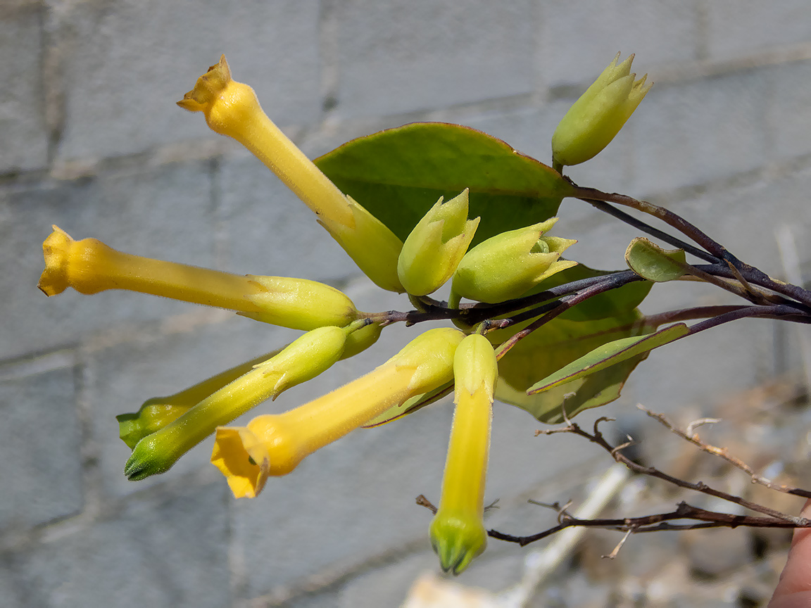 Изображение особи Nicotiana glauca.