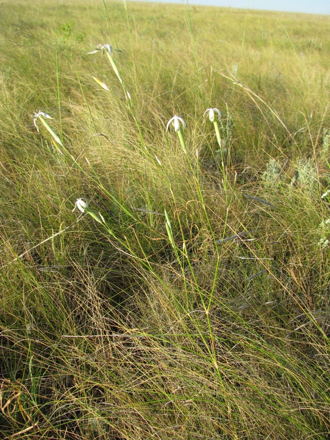 Image of Dianthus leptopetalus specimen.