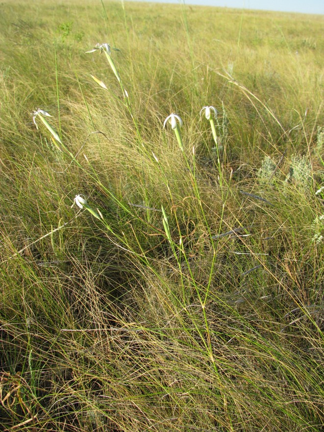 Изображение особи Dianthus leptopetalus.