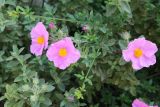 Cistus creticus