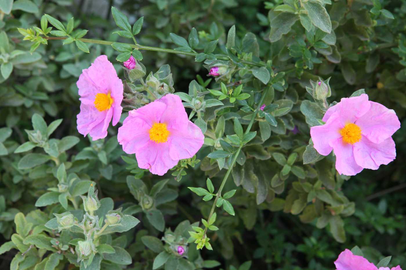 Image of Cistus creticus specimen.