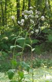 Crepis sibirica