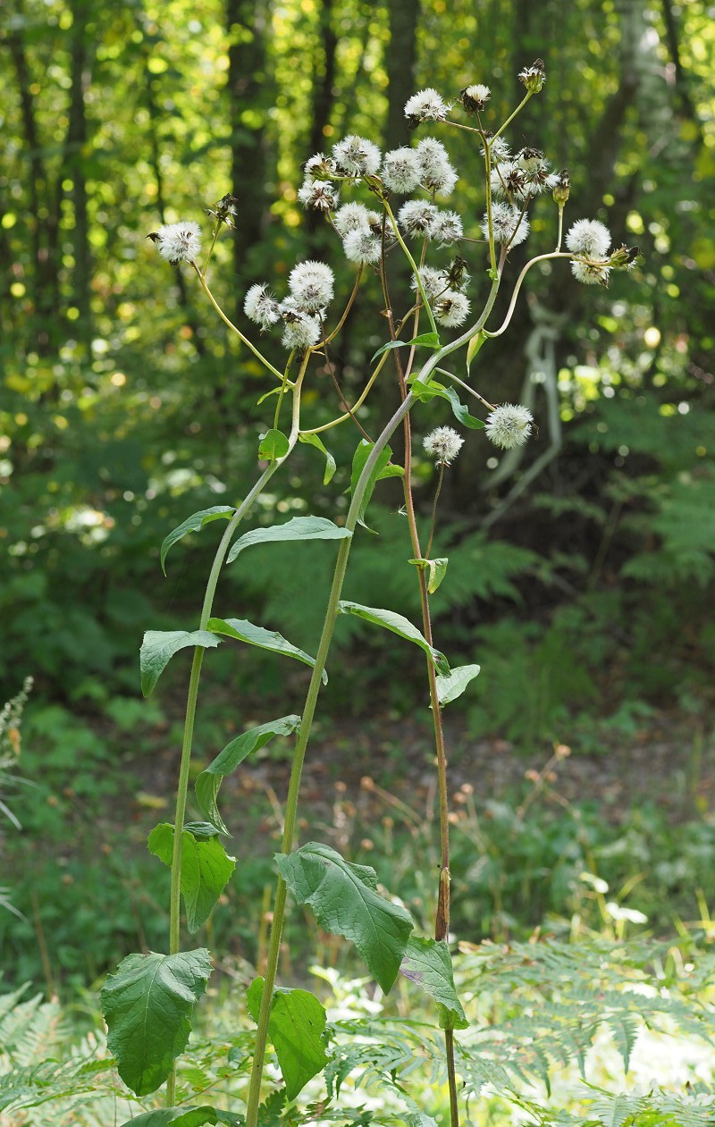 Image of Crepis sibirica specimen.