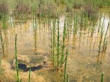 Salicornia perennans