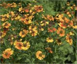 Helenium autumnale