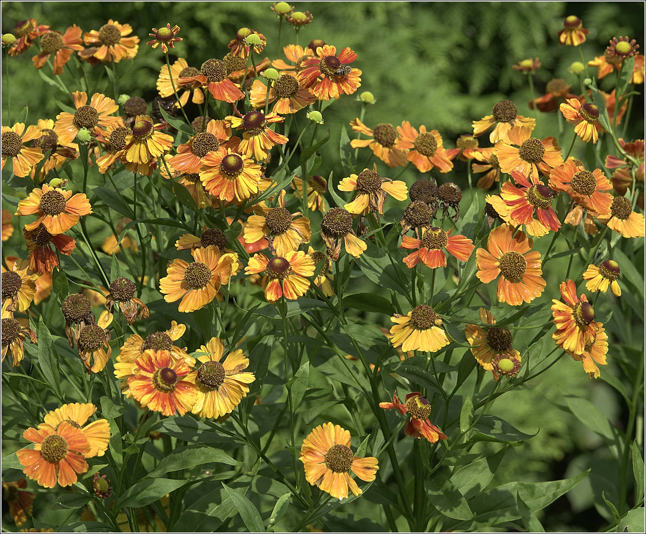 Image of Helenium autumnale specimen.