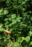 Heracleum sibiricum