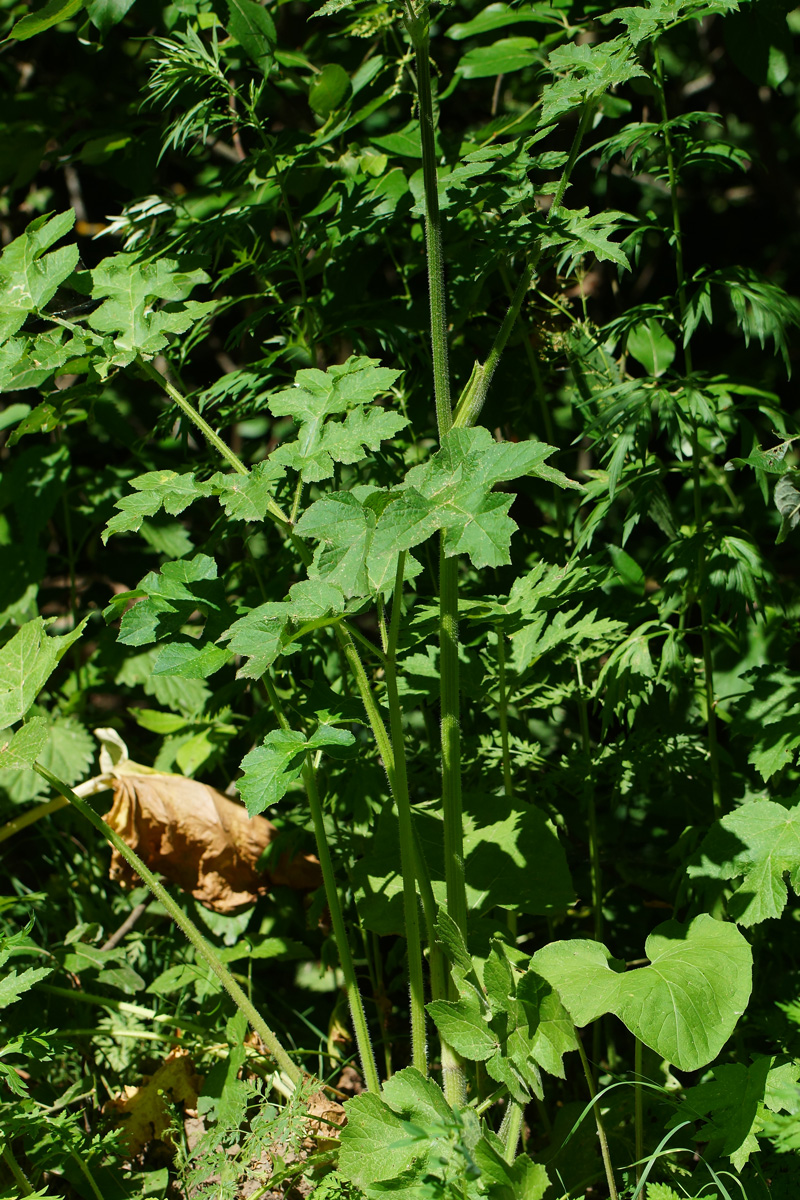 Изображение особи Heracleum sibiricum.