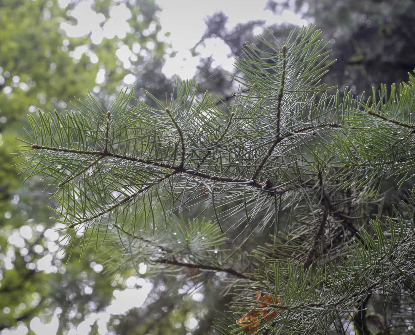 Изображение особи Abies grandis.