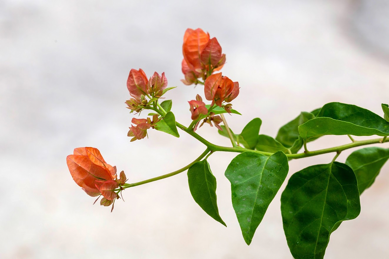 Image of genus Bougainvillea specimen.