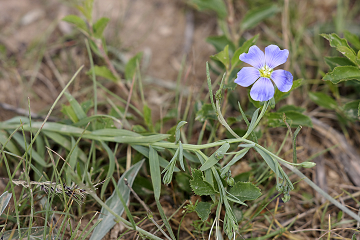 Image of Linum macrorhizum specimen.