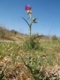 Centaurea adpressa. Цветущее растение. Южный Казахстан, Жамбылская обл., пойма р. Асса, задернованный галечник у берега ручья. 3 сентября 2021 г.
