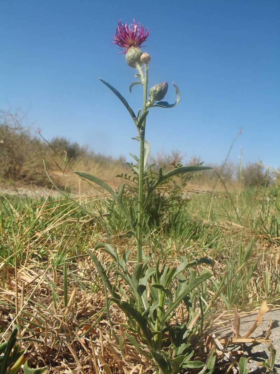 Image of Centaurea adpressa specimen.