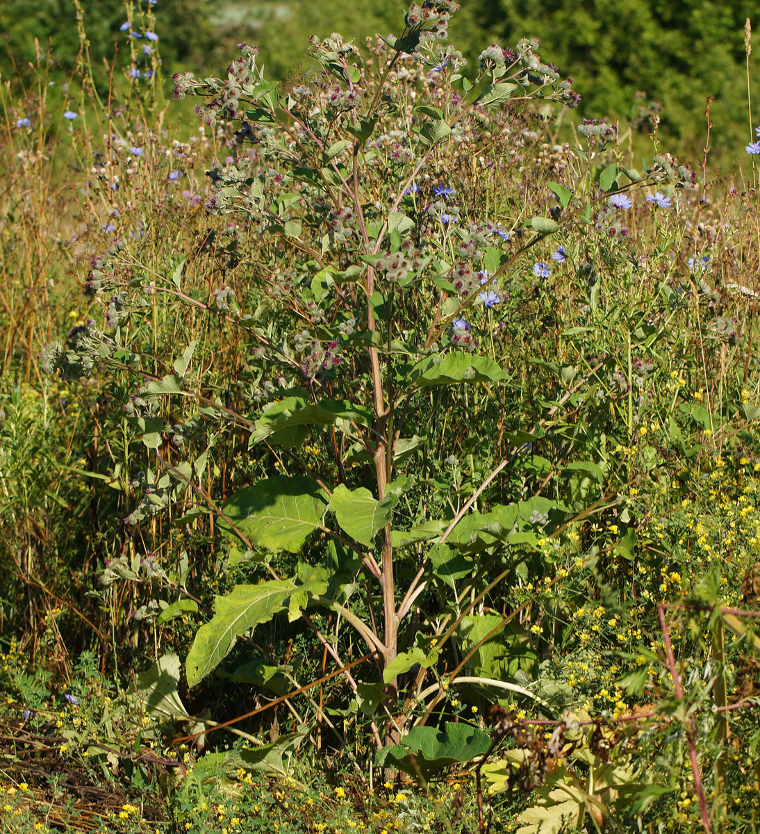 Изображение особи Arctium tomentosum.