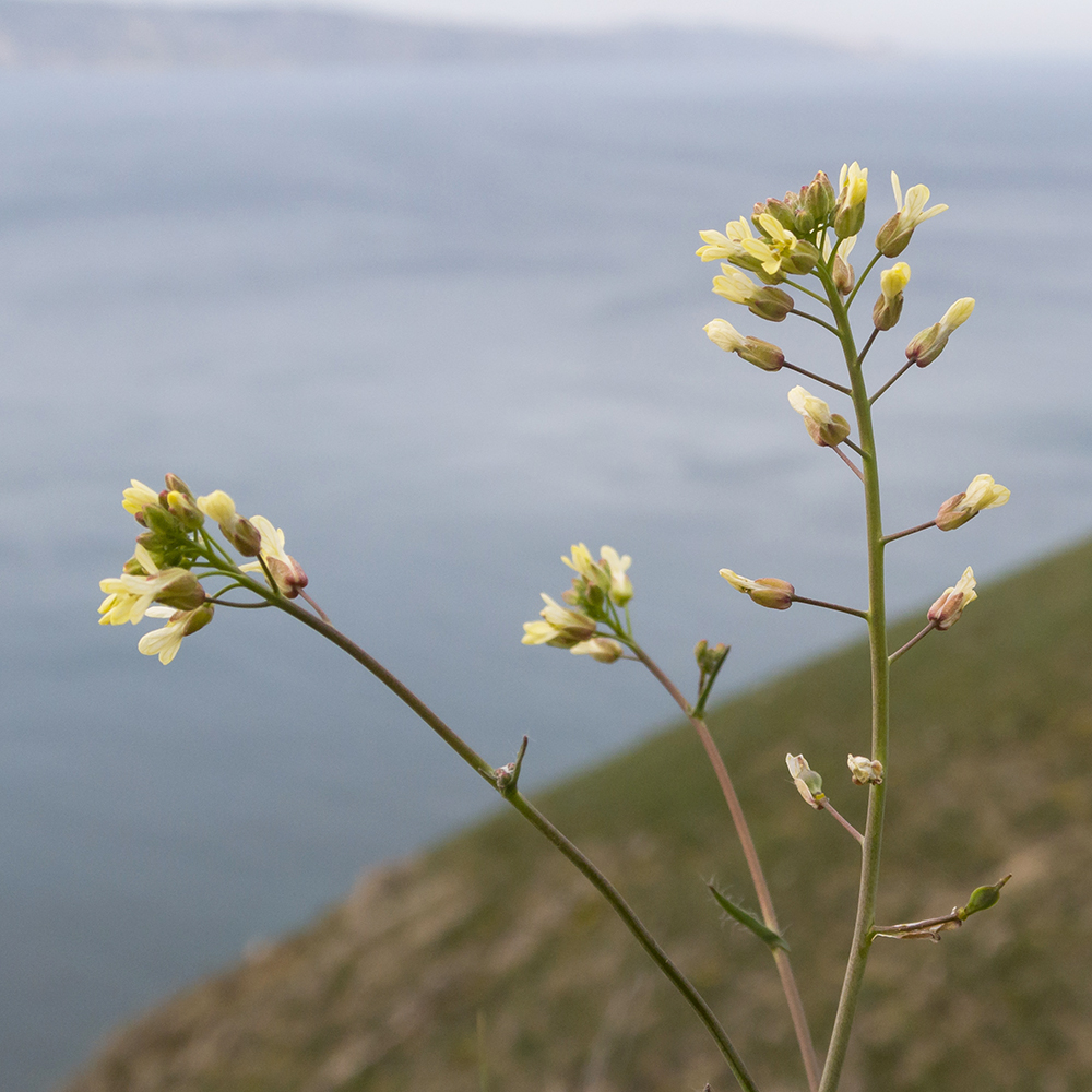 Изображение особи Camelina rumelica.