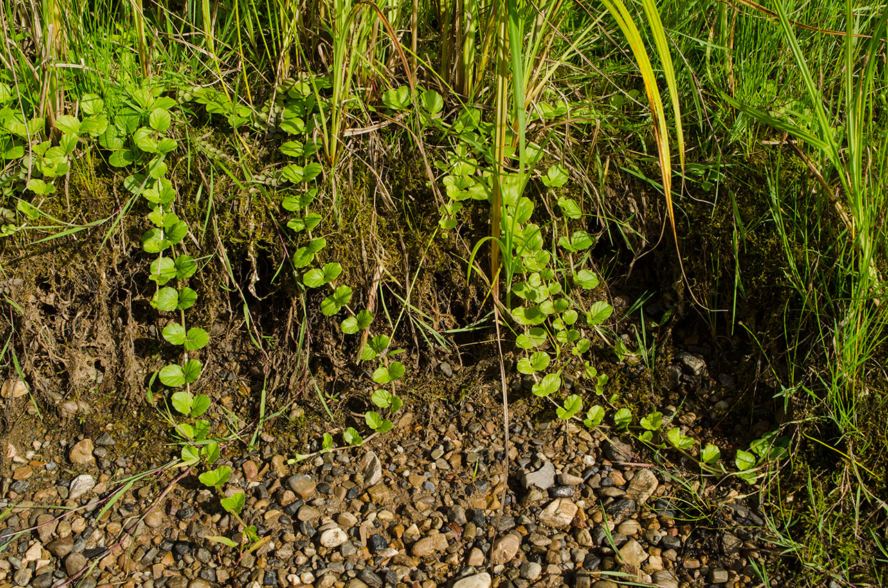 Изображение особи Lysimachia nummularia.