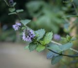 Mentha aquatica