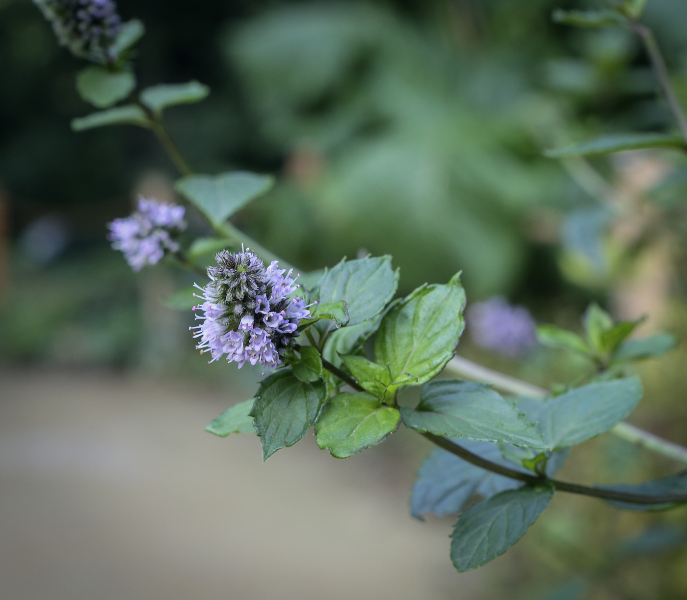 Image of Mentha &times; piperita specimen.