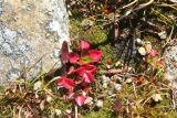 Micranthes melaleuca. Вегетирующее растение. Республика Алтай, Кош-Агачский р-н, перевал Тёплый ключ, рядом с озером, ≈ 2900 м н.у.м. 3 августа 2020 г.