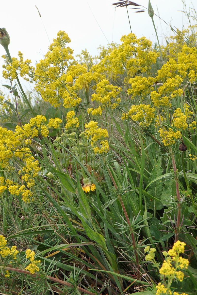 Image of Galium verum specimen.