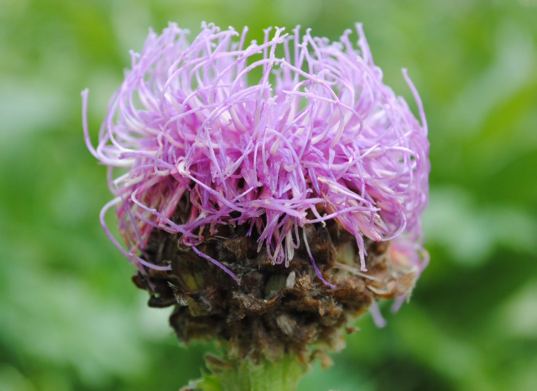 Image of Stemmacantha carthamoides specimen.