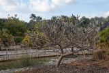 genus Plumeria. Взрослое дерево в состоянии покоя. Израиль, г. Тель-Авив, парк Ариэля Шарона, в культуре. 20.02.2022.