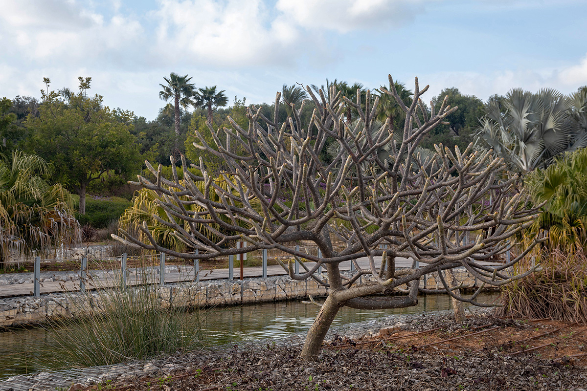 Image of genus Plumeria specimen.