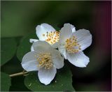 Philadelphus pubescens