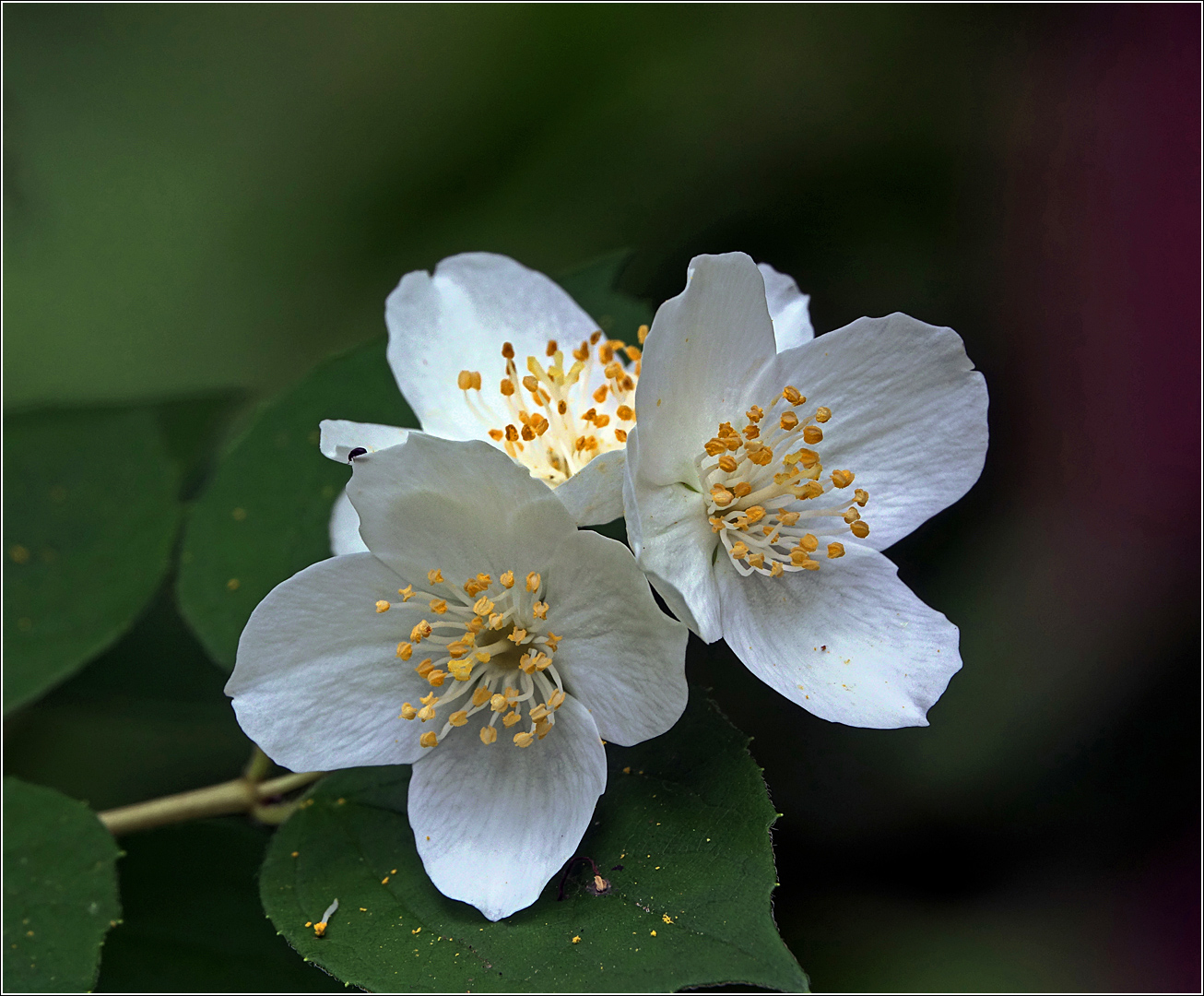 Изображение особи Philadelphus pubescens.