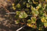 Grossularia acicularis. Побег с повреждёнными листьями. Республика Алтай, Улаганский р-н, склон правого борта долины р. Чульча, выше ручья Артышту. 7 августа 2020 г.