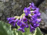 Primula latifolia. Соцветие. Испания, автономное сообщество Каталония, провинция Жирона, комарка Рипольес, муниципалитет Сеткасес, окр. курорта \"Вальтер 2000\", ≈2200 м н.у.м., нижняя часть осыпи, между камней. 15.05.2022.